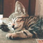 Are Kittens Okay to Be Left Alone 1