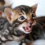 How do You teach a Bengal Cat Not to Bite 1