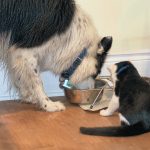 Can Cats Eat Dog Food
