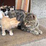 How To Introduce a Kitten To An Older Cat