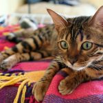 Why Does My Bengal Cat Eat So Much