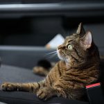 how to keep a cat cool in the car 1