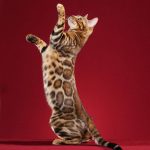 Best Games For Bengal Cats 1