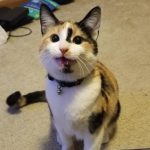 Cat Opens Tupperware and Bites Every Cookie 2