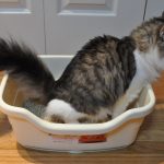 How To Train a Cat To Use a Litter Box