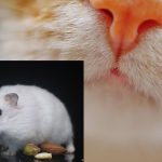 Will My Cat Kill My Hamster Or Do Cats Get Along With Hamsters