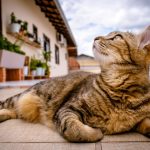 do Bengal cats travel well 1