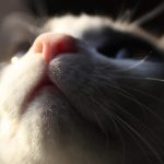 Why Do Cats Follow You Around The House 1