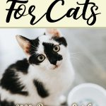 Best Wet Food For Cats 1
