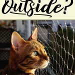 Can Bengal Cats Go Outside 1