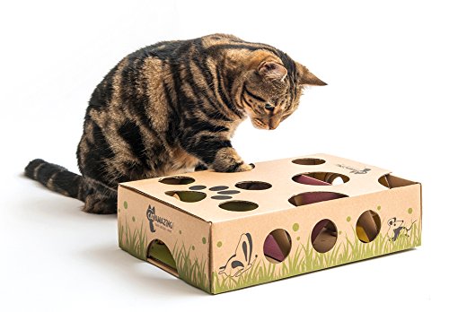 Can Bengal Cats Go Outside 5