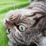 How To Stop a Cat Scratching The Carpet