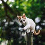 How To Turn An Outdoor Cat Into An Indoor Cat 1
