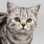 can cats feel sad 1