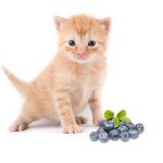 Can Cats Eat Blueberries 1