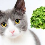 can cats eat spinach 1