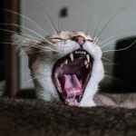 how-to-keep-a-cats-teeth-clean-without-brushing