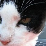 Can Cats Get Colds 1