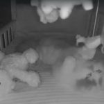 Cats Caught Sneaking Into Baby's Crib By Mom During The Night