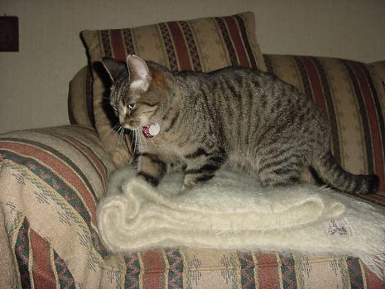 View of Cat Kneading Explained | Why Do Cats Knead? Top 5 Reasons