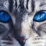 can cats see in the dark