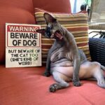 Hilarious Pictures Of Sphynx Cats 19