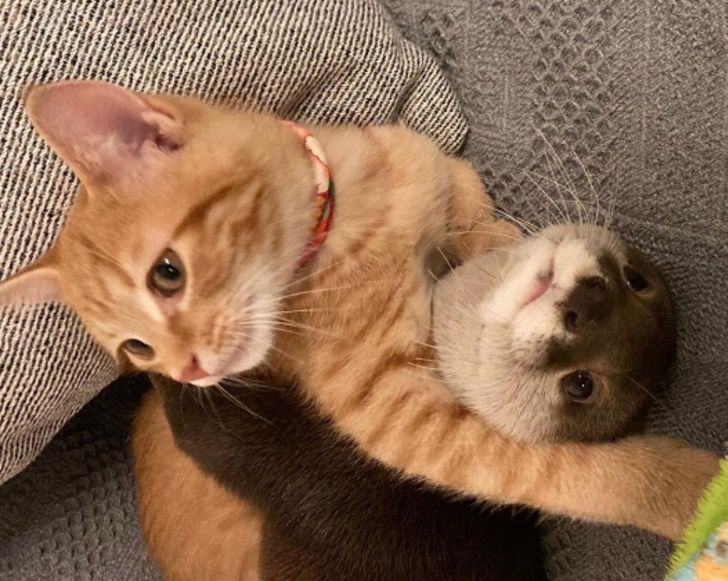Opposites Attract As Cat And Otter Become Best Friends 1