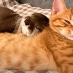 Opposites-Attract-As-Cat-And-Otter-Become-Best-Friends-main