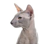 peterbald 2