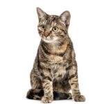 European Shorthair 1