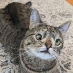 cat down syndrome 1