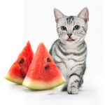 Can Cats Eat Watermelon 1