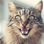 Do-Cats-Like-To-Be-Talked-To-1