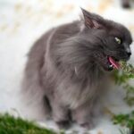 What Is Catnip 1