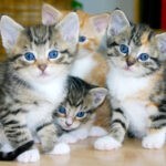 What-Is-A-Group-Of-Cats-Called-1