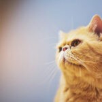 Why-Do-Cats-Drool