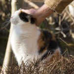 Why Do Cats Rub Against You 1