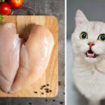 Can Cats Eat Raw Chicken 1