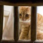 Why Are Cats So Curious 1