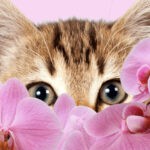 Are Orchids Poisonous To Cats 1