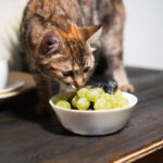 Can Cats Eat Grapes 1