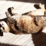 How Do Cats Keep Cool 1