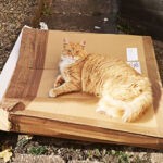 why do cats love boxes 1
