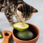 Can Cats Eat Avocado 1