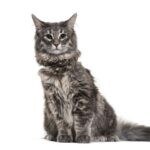 Norwegian Forest Cat356