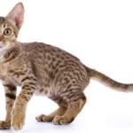 Ocicat Cat breed 1