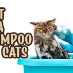 Best Flea Shampoo For Cats