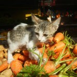 Can Cats Eat Carrots 1