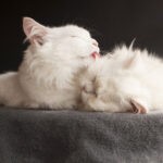 Why Do Cats Lick Each Other 1