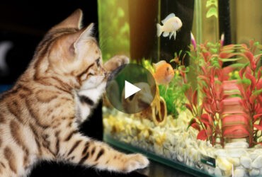fish videos for cats 1